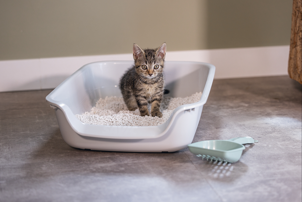 Beeztees Açık Yavru Kedi Tuvaleti, Gri, 56x39x13cm - 3