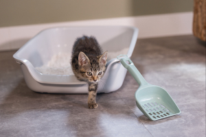 Beeztees Açık Yavru Kedi Tuvaleti, Gri, 56x39x13cm - 4