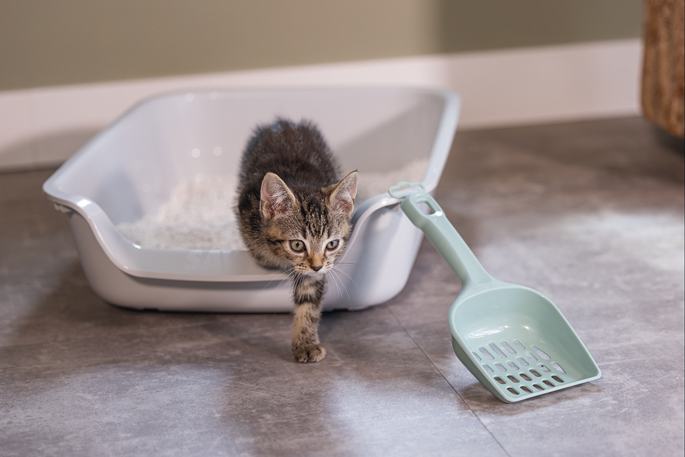 Beeztees Açık Yavru Kedi Tuvaleti, Gri, 56x39x13cm - 4