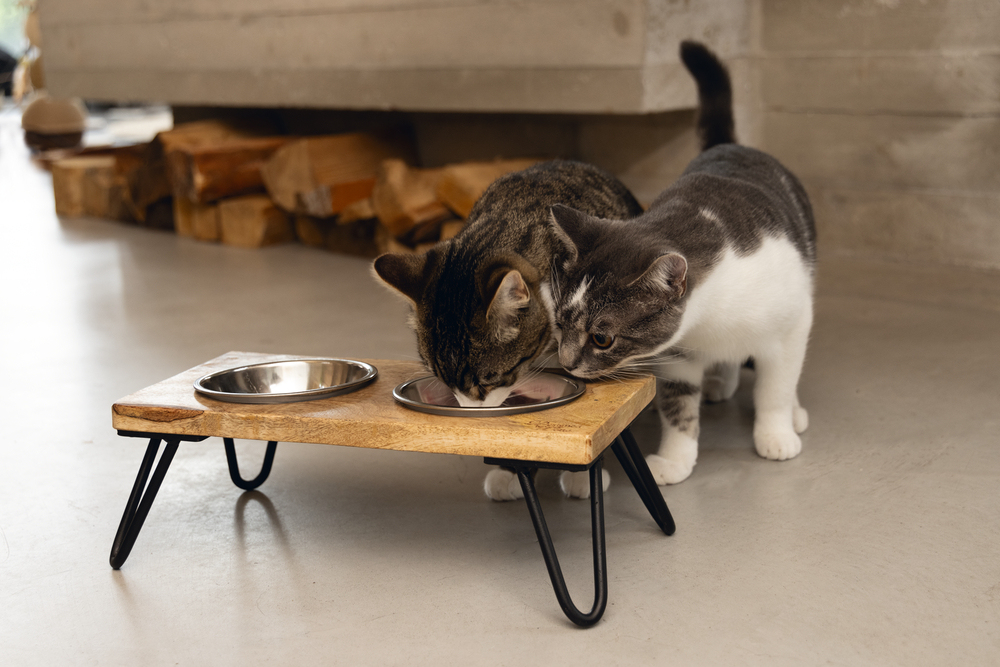 Beeztees DBL Kedi İkili Mama ve Su Kabı, Paslanmaz Çelik, Beyaz, 31x16x10cm, 2x350ml - 4