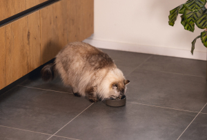 Beeztees DBL Kedi Mama Su Kabı, Bambu, Antrasit 12cm, 250ml - 2