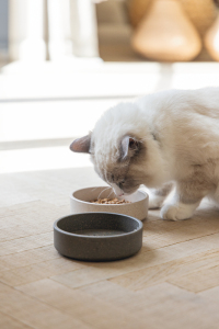 Beeztees DBL Kedi Mama Su Kabı, Bambu, Bej 12cm, 250ml - 2