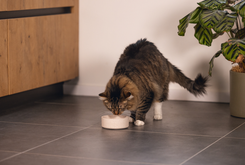 Beeztees DBL Kedi Mama Su Kabı, Bambu, Bej 12cm, 250ml - 3