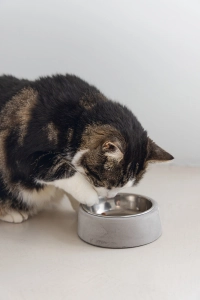 Beeztees DBL Kedi Mama Su Kabı, Paslanmaz Çelik, 12,5cm, 160ml - 2