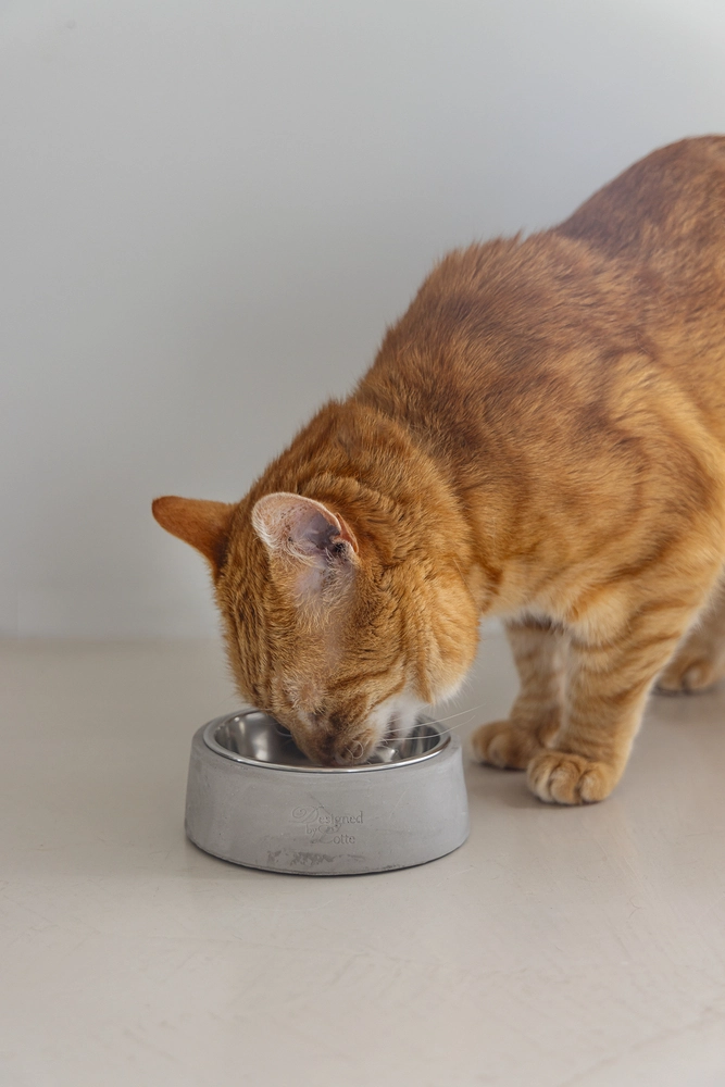 Beeztees DBL Kedi Mama Su Kabı, Paslanmaz Çelik, 12,5cm, 160ml - 3