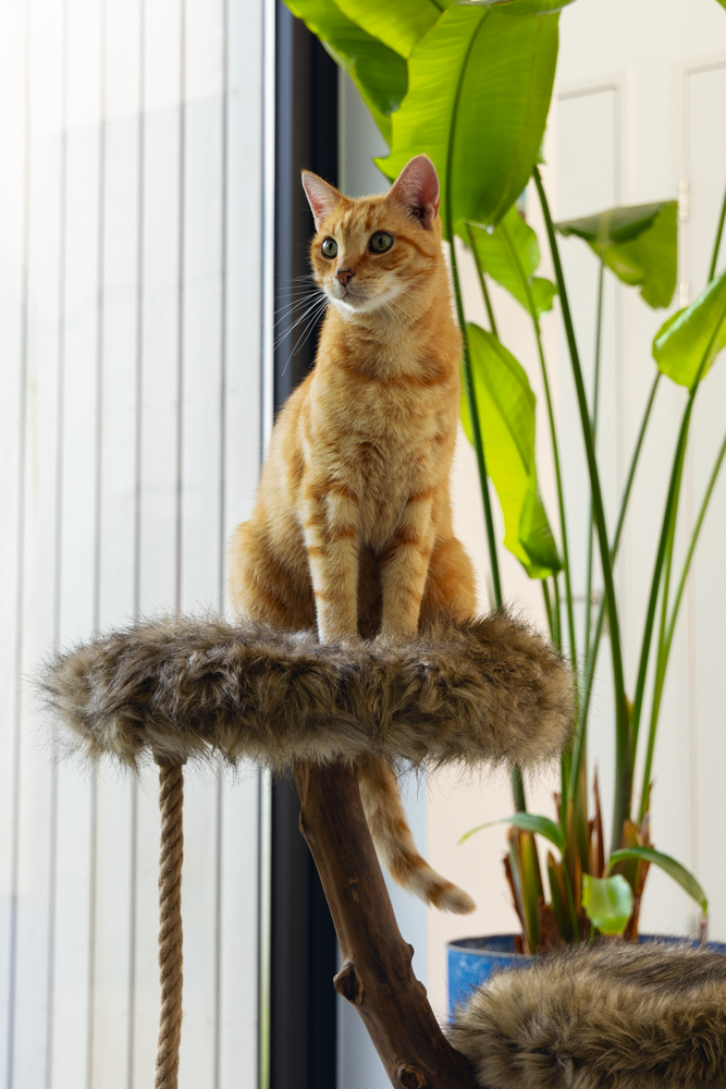 Beeztees DBL Kedi Tırmalama, Doğal, 50x50x68cm - 3