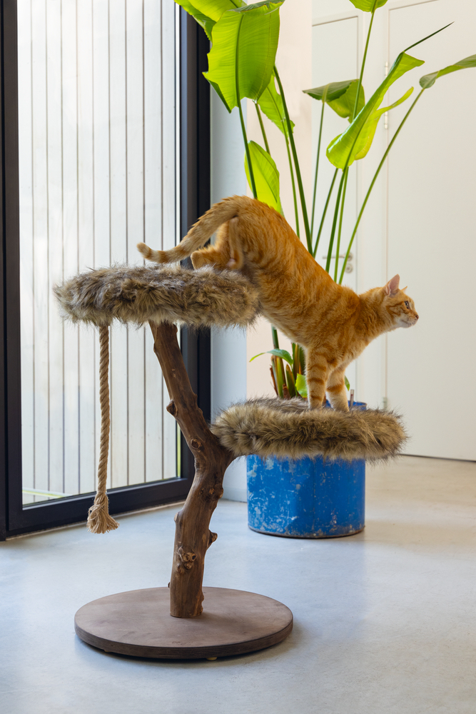 Beeztees DBL Kedi Tırmalama, Doğal, 50x50x68cm - 4