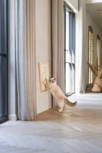 Beeztees DBL Kedi Tırmalama Tahtası, 50x40x2cm - 2