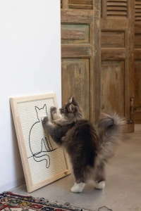 Beeztees DBL Kedi Tırmalama Tahtası, 50x40x2cm - 3