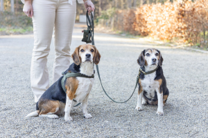 Beeztees DBL Köpek Gezdirme Kayışı, Velura, Yeşil, 120cm, 20mm - 4