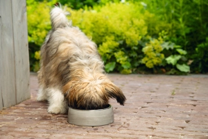 Beeztees DBL Köpek Mama Su Kabı, Dışı Beton, Paslanmaz Çelik, 16cm, 350ml - 2