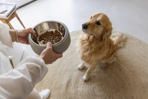 Beeztees DBL Köpek Mama Su Kabı, Dışı Beton, Paslanmaz Çelik, 20cm, 700ml - 2