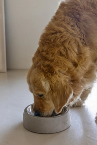 Beeztees DBL Köpek Mama Su Kabı, Dışı Beton, Paslanmaz Çelik, 20cm, 700ml - 3