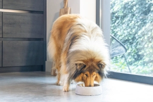 Beeztees DBL Köpek Mama Su Kabı, Dışı Beton, Paslanmaz Çelik, 20cm, 700ml - 4