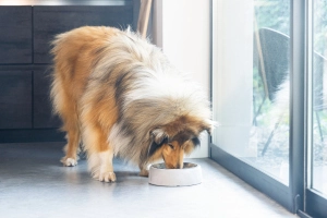 Beeztees DBL Köpek Mama Su Kabı, Dışı Beton, Paslanmaz Çelik, 20cm, 700ml - 5