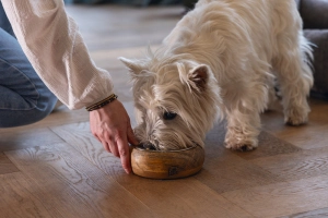 Beeztees DBL Köpek Mama Su Kabı, Dışı Masif Ahşap, Paslanmaz Çelik, 16,5cm, 650ml - 2