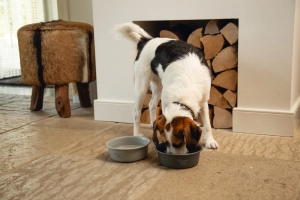 Beeztees DBL Köpek Mama Su Kabı, Mat Siyah Paslanmaz Çelik, 16cm, 940ml - 2