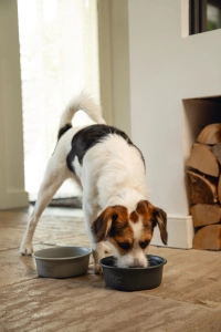 Beeztees DBL Köpek Mama Su Kabı, Mat Siyah Paslanmaz Çelik, 16cm, 940ml - 3