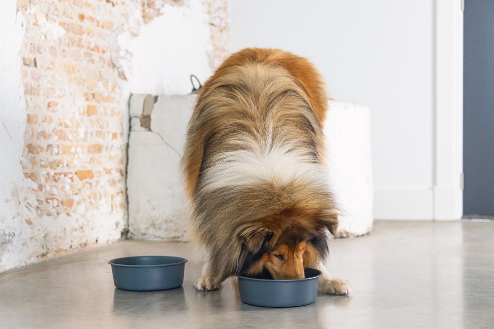 Beeztees DBL Köpek Mama Su Kabı, Mat Siyah Paslanmaz Çelik, 20cm, 1,9L - 5