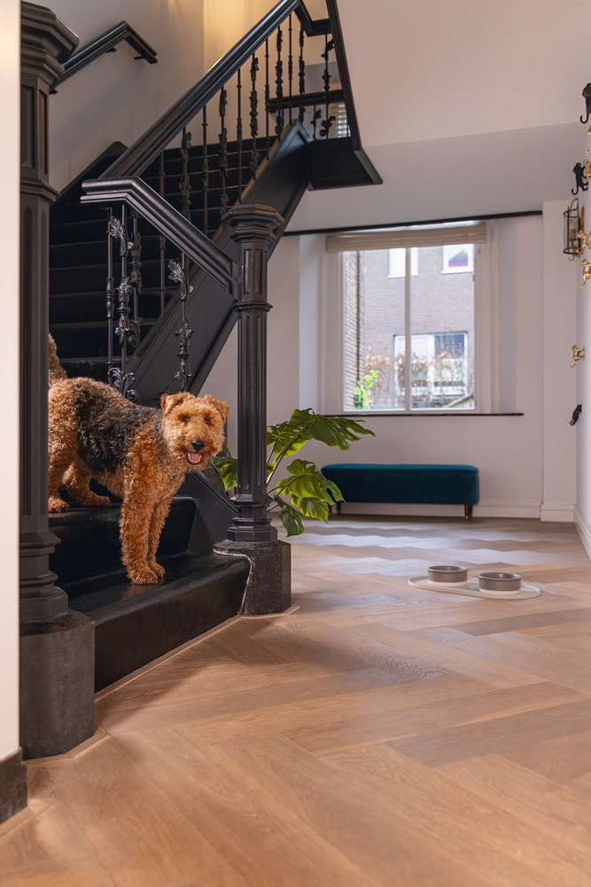 Beeztees DBL Köpek Mama Su Kabı, Seramik, Mat Gri, 16cm, 350ml - 3