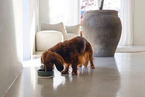 Beeztees DBL Köpek Mama Su Kabı, Seramik, Mat Yeşil, 13cm, 160ml - 3