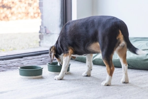 Beeztees DBL Köpek Mama Su Kabı, Seramik, Mat Yeşil, 16cm, 350ml - 3