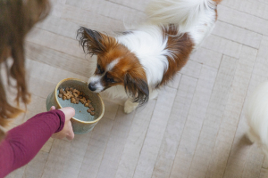 Beeztees DBL Köpek Mama Su Kabı, Seramik, Yeşil, 13,5cm, 500ml - 2