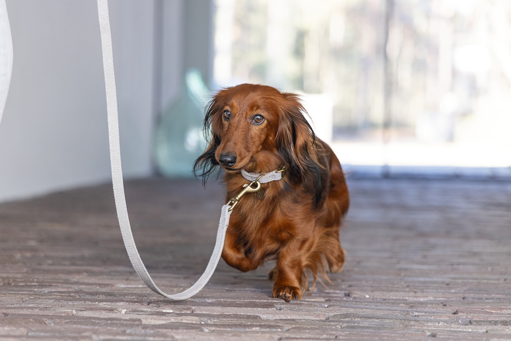 Beeztees DBL Köpek Tasması, Kadife, Gri, 26-40cm, 15mm - 4