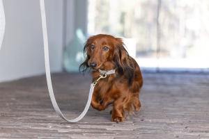 Beeztees DBL Köpek Tasması, Kadife, Gri, 26-40cm, 15mm - 4