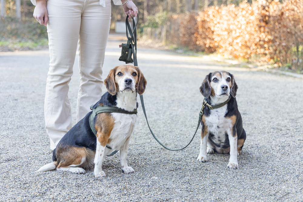 Beeztees DBL Köpek Tasması, Kadife, Nefti, 35-50cm, 20mm - 4