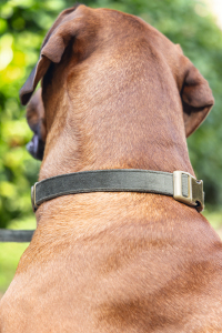 Beeztees DBL Köpek Tasması, Kadife, Nefti, 48-70cm, 25mm - 5