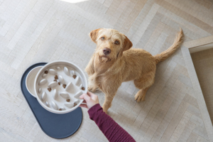 Beeztees DBL Köpek Yavaş Besleme Mama Kabı, Bambu, Bej, 21cm, 1430ml - 2