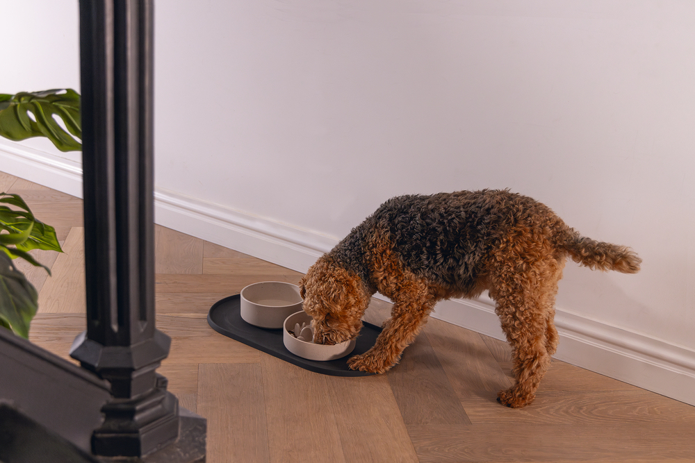 Beeztees DBL Mama Su Kabı Servisi, Silikon, Kaymaz, Antrasit, 55x30x1,7cm - 4