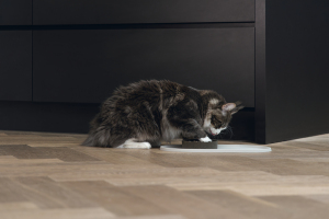 Beeztees DBL Mama Su Kabı Servisi, Silikon, Kaymaz, Bej, 45x25x1,5cm - 5