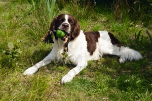 Beeztees İpli Yeşil Top 31,8x7,9x7,9 - 2