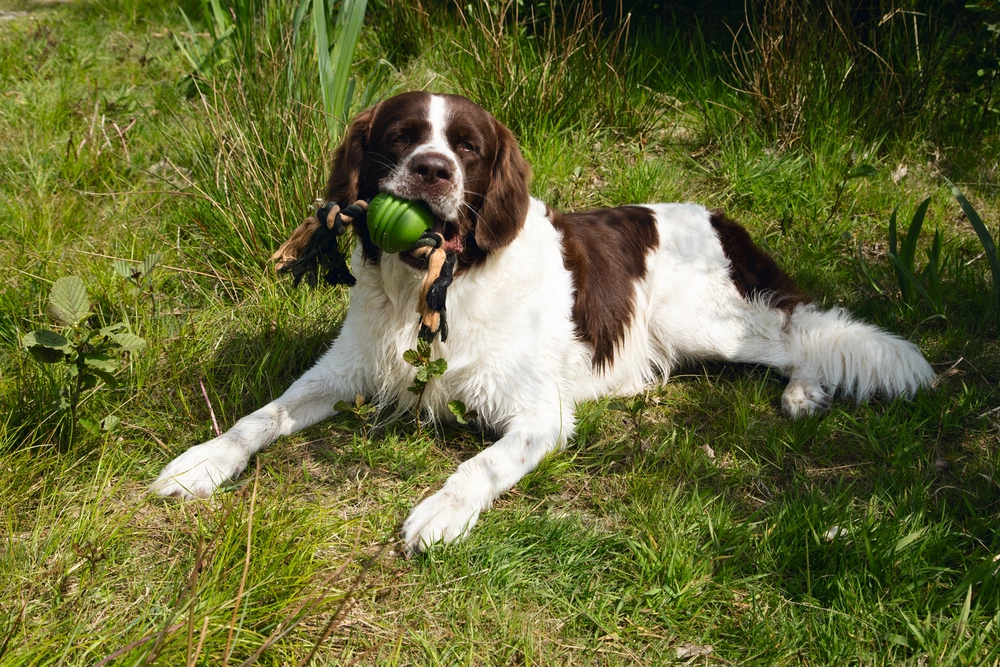 Beeztees İpli Yeşil Top 31,8x7,9x7,9 - 2