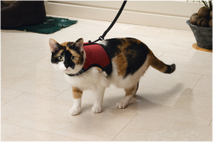 Beeztees Kedi Göğüs Tasması, Comfort, Zili ve Gezdirme Kayışı, 22-24.5cm Boyun, 30-39cm Göğüs
