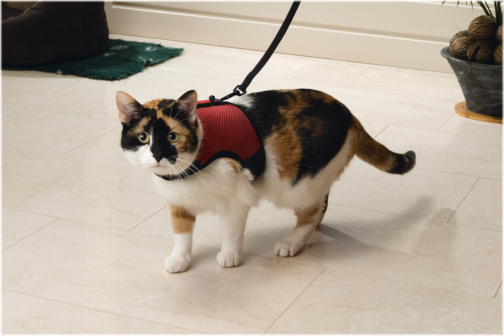 Beeztees Kedi Göğüs Tasması, Comfort, Zili ve Gezdirme Kayışı, 22-24.5cm Boyun, 30-39cm Göğüs - 1