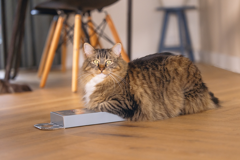 Beeztees Kedi Karton Tırmalama, Mavi, 45cm - 2