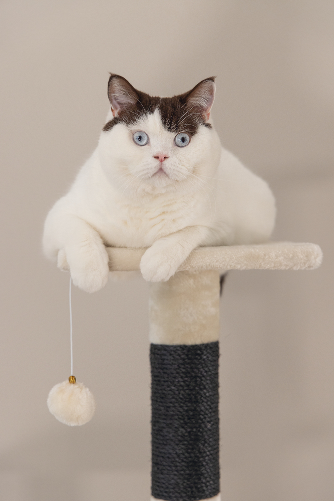 Beeztees Kedi Köşe Tırmalama ve Oyun Evi, Krem, 40x40x135cm - 3