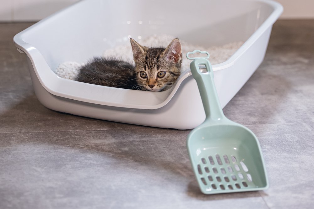 Beeztees Kedi Kumu Küreği, Açık Yeşil, 27x11x5cm - 2