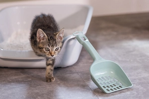 Beeztees Kedi Kumu Küreği, Açık Yeşil, 27x11x5cm - 3