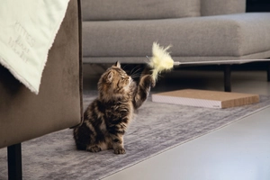 Beeztees Kedi Oltası, Tüylü, 45cm - 2