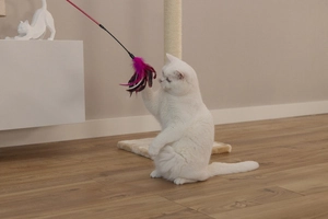 Beeztees Kedi Oltası, Tüylü, Çeşitli Renklerde, - 2