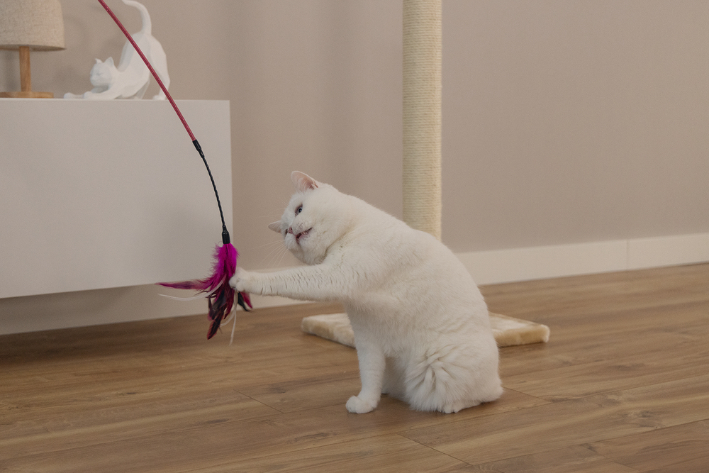 Beeztees Kedi Oltası, Tüylü, Çeşitli Renklerde, - 3