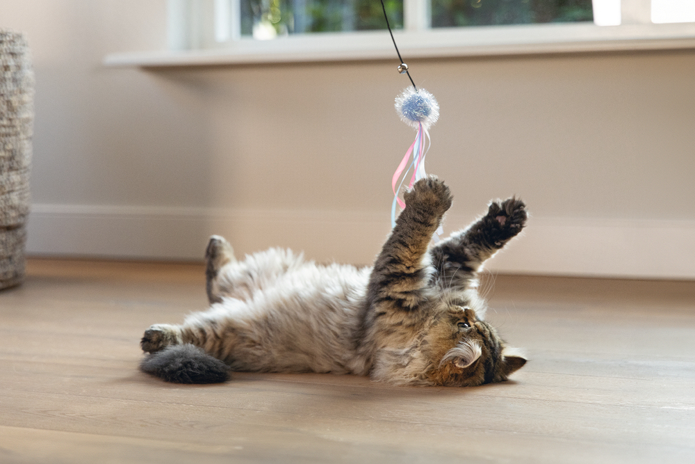 Beeztees Kedi Oltası, Zilli, Tüylü Top ve Kurdelalar, - 5