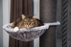 Beeztees Kedi Tırmalama, Gri, 80x80x170cm - 3