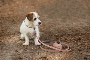 Beeztees Köpek Dışkı Toplama Poşeti Taşıma Çantası, Pudra Pembe, 8x5x5cm - 3