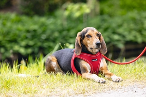 Beeztees Köpek Göğüs Tasması, Neopren, Kırmızı, M, 41-46cm - 4