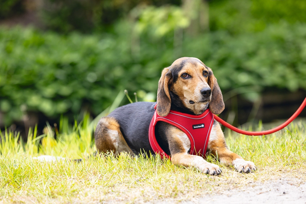 Beeztees Köpek Göğüs Tasması, Neopren, Kırmızı, M, 41-46cm - 4